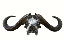 The Skull Of An African Buffalo With Big Horns
