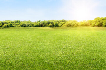 Canvas Print - Meadow field