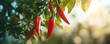 Chilli pepper on the tree, vegetable growing in organic farm. generative ai