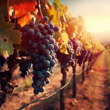 Vineyards At Sunset In Autumn Harvest. Ripe Grapes In Fall. Generative Ai