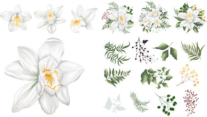 Wall Mural - Large vector floral set. Separate flowers of white orchids isolated on white background. Plants, leaves and berries. Compositions of flowers, plants and berries. Set of elements for wedding design