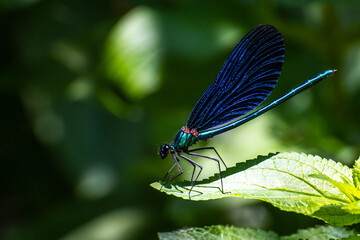 Wall Mural - dragonfly on a green leaf