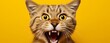 © Phanida - Bengal Kitten or Cat on Yellow Background, Energetic Expressions and Big Mouth Captured with Photo Realistic Techniques, generative ai