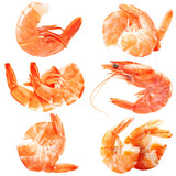 Set shrimps isolated 