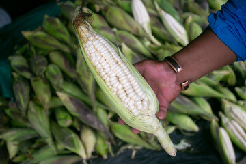 Wall Mural - Ears of corn at a stall in the central fruit and vegetable market in Cusco, Peru.