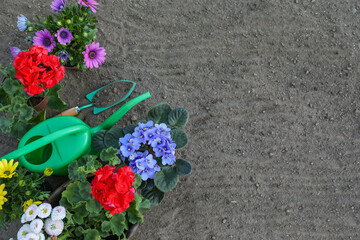 Poster - Beautiful blooming flowers and gardening tools on soil, flat lay. Space for text