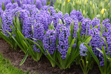 Beautiful Hyacinth And Tulip Flowers Growing Outdoors