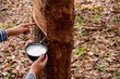 © Digital Art Studio - Rubber workers collect the rubber liquid form rubber tree to be used in various industries.