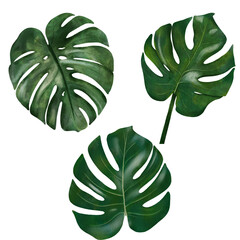  Set or hand drawn watercolor monstera leaves with paper texture.