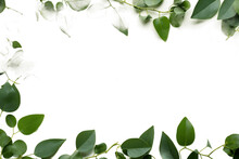 Verdant Eucalyptus Leaves Frame Transparent Background. Generative AI