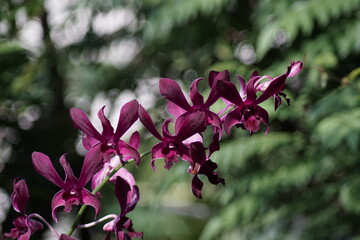 purple dendrobium orchid flower in bloom