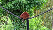 The Red Ruffed Lemur, Varecia Rubra Is One Of Two Species In The Genus Varecia, The Ruffed Lemurs