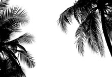 Silhouette Palm Leaves Or Coconut Tree On Summer Beach.