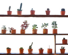 Different Cactus And  Succulent Flower Pots On Vintage Wooden Shelf