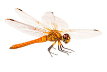 Orange Dragonfly Side View Isolated On Transparent Background. Generative AI