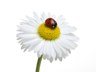 Wall Mural - Ladybug on the chamomiles flower