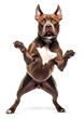 © FP Creative Stock - silly funny pit bull dog standing up on isolated background, generative ai