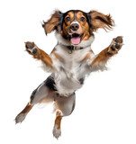 Fototapeta Zwierzęta - kooikerhondje dog jumping standing up happy on isolated background, generative ai