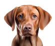 vizsla puppy dog looking sad on isolated background, generative ai