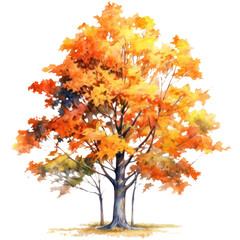 Autumn tree, Fall forest trees watercolor illustration isolated with a transparent background, graphic design