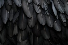 Black Feather Pigeon Natural. Generate Ai