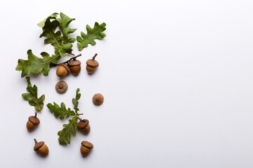 Wall Mural - branch with green oak tree leaves and acorns on colored background, close up top view