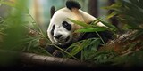 Fototapeta  - A beautiful view of panda bear. Generative AI.