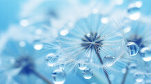 Dew Drops On A Dandelion Seed Macro