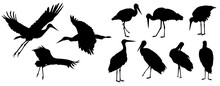White Stork Set Silhouettes. Male And Female Ciconia Ciconia Birds Stand And Fly. Realistic Vector Animal