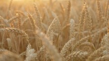 Wheat Field At Summer Evening. Ears Of Wheat Close Up. Harvest And Harvesting Concept. Work In Agronomic Farm For Making Business And Production Organic Eco Bio Food