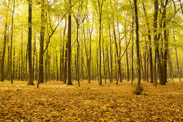 Wall Mural - autumn forest trees. nature yellow wood sunlight backgrounds.