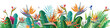 Banner from Strelitzia flowers and tropical plants