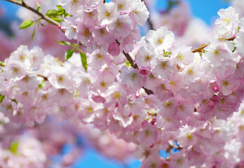 Wall Mural - Blooming sakura with pink flowers in spring