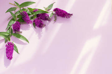 Wall Mural - summer lilac flowers on purple paper background