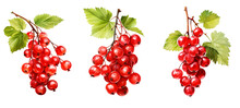 Watercolor Red Currant Isolated On Transparent Background. Generative AI