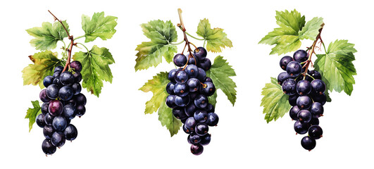 Wall Mural - Watercolor black currant isolated on transparent background. Generative AI