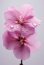 Pink Flower Of Peach Or Plum With Water Drops, Vertical Aesthetics. Generative Ai