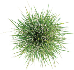 Top view of wild grass