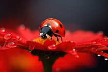 Ladybug On Red Flower Petal With Water Drops Close Up, A Ladybug Sitting On A Red Flower On Blurred Background, AI Generated