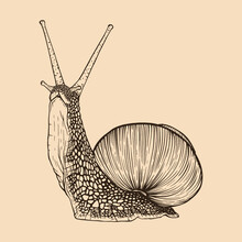 Snail Hand Drawn. Vintage Line Engraving Style. Vector Illustration