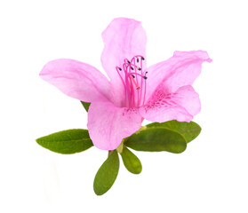 Wall Mural - Azalea flower