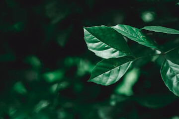 Poster - Abstract blur nature view of dark green leaf on greenery background with copy space using as background and ecology concept