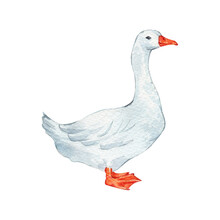 Domestic White And Grey Watercolor Goose. Cute Farm Bird. Hand Drawn Illustration On Transparent.