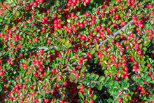 Bunches Of Ripe Red Berry Cotoneaster In Autumn Garden. Horizontal Branch With Green Young Fresh Leaves. Ornamental Plant Used In Hedges. Fruit Berry Bush. Plant For Garden Art Design Landscape.