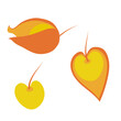 Flower and fruit of the vegetable physalis .Flat style illustration
