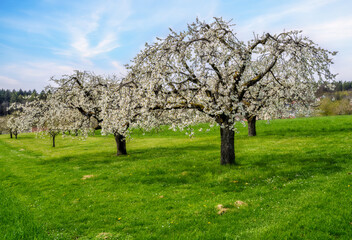 Sticker - Spring scenic with flowering cherry trees