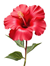 Red Hibiscus Flower Isolated On Transparent Background
