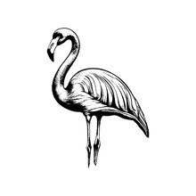 Flamingo Tropical Bird With Beak And Long Neck Black Sketch Drawing Vector Illustration