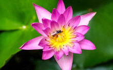 Close Up Purple Lobe And Yellow Pollen, Contrast Color Of Lotus Flower Blooming, Water Lilies, Aquatic Plant With Bees Or Insects Inside.