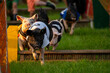 little pigs running in a race